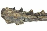 Fossil Fish (Ichthyodectes) Jaw Section - Kansas #144143-4